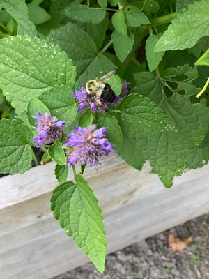 Anise Hyssop Fig Dark Chocolate Bar